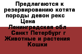Предлагаются к резервированию котята породы девон-рекс.  › Цена ­ 10 000 - Ленинградская обл., Санкт-Петербург г. Животные и растения » Кошки   